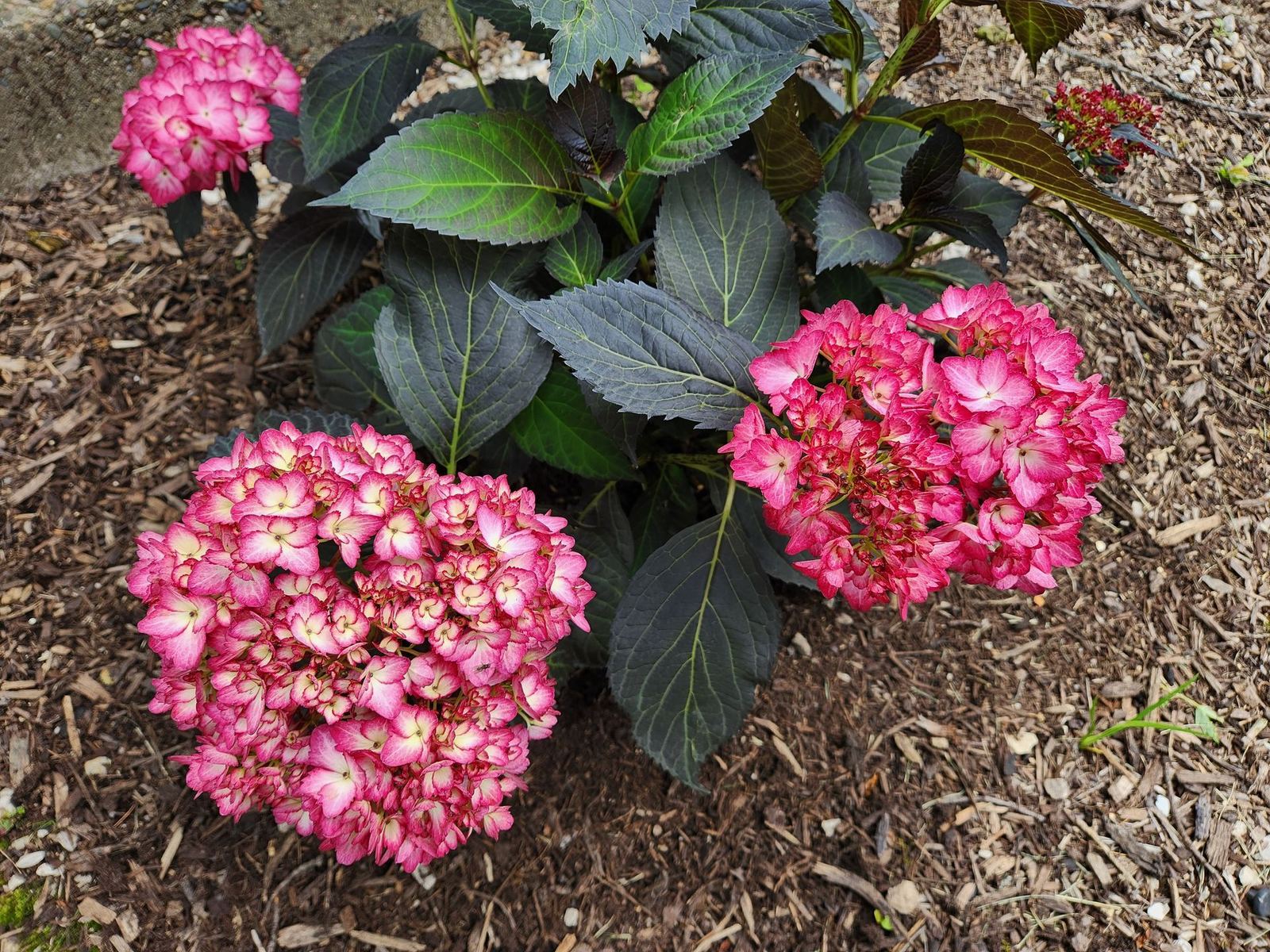 Hydrangeas blooming in the mansion gardens